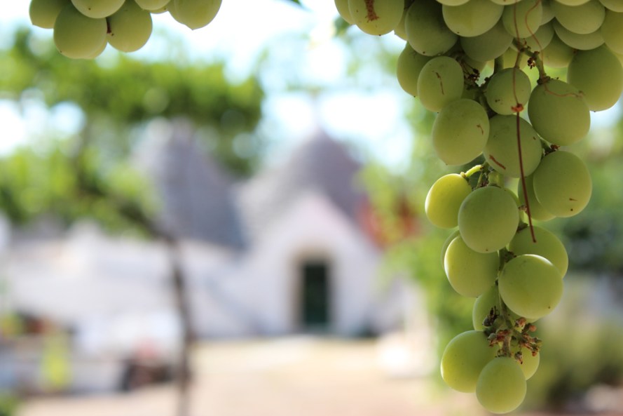 La nostra uva