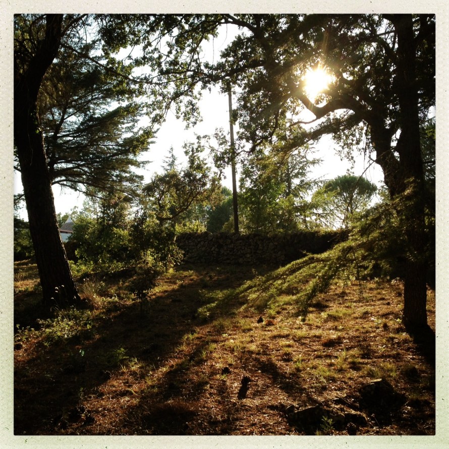 Raggi di sole tra gli alberi