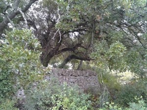 bosco_basile_caramia