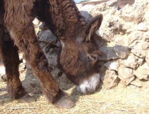 Asino di Martina Franca